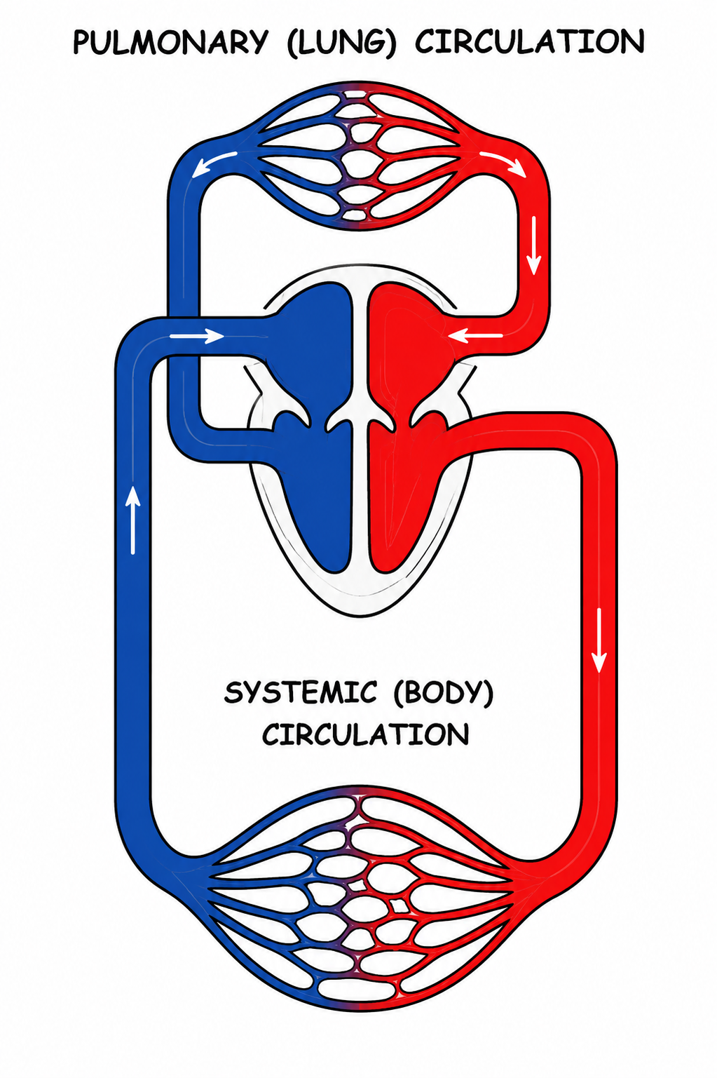 Fig 7.10: Diagrammatic representation of Double Circulation